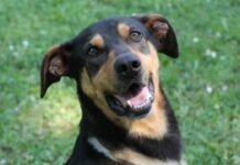 Hill’s Pet Nutrition & L’Isola dei Tesori: anche il 2019 all’insegna della solidarietà