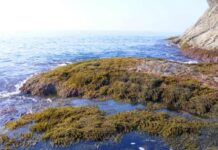 ROC-POP Life: restauro ambientale delle foreste marine