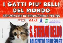 A Santo Stefano Belbo arrivano “I Gatti Più Belli del Mondo”