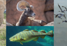 Tutelare la cultura animale: una nuova strategia per la conservazione delle specie