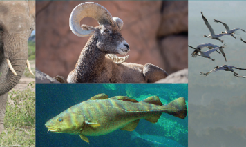 Tutelare la cultura animale: una nuova strategia per la conservazione delle specie