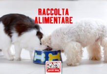 Torna la raccolta alimentare Balzoo