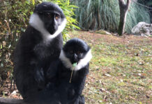 Harry: il papà cercopiteco che ha subito un’operazione chirurgica unica in Italia