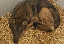 Liberati in un’area protetta sull’Amiata i due lupi curati all’Ospedale Didattico Veterinario dell’Università di Pisa