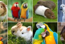 Un italiano su tre ha un animale domestico