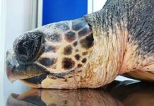 WWF salva una tartaruga che aveva ingerito plastica