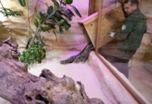 Il Parco Faunistico Le Cornelle alza il sipario sul nuovo rettilario