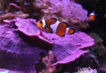 Il pesce pagliaccio tra gli animali più longevi