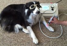 Boom delle cure laser per il benessere degli animali