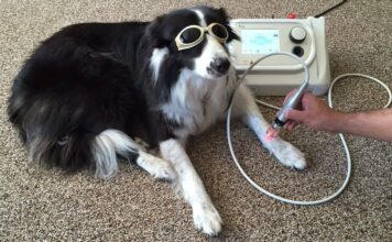 Boom delle cure laser per il benessere degli animali
