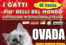 Al Palazzetto dello Sport di Ovada arrivano I Gatti Più Belli del Mondo
