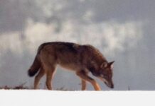 Nuova luce sulla storia evolutiva dei lupi italiani