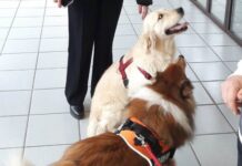 Al Presidio Ospedaliero Martini di Torino arriva la Dog Therapy