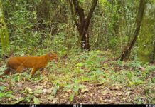 Il MUSE fotografa in Tanzania il felino meno conosciuto d’Africa