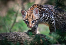 È nata Keyra al Parco Natura Viva
