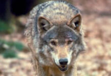 Al via il nuovo “Piano di conservazione e gestione del Lupo in Italia”