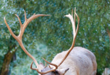 Anche le renne di foresta tornano in natura grazie ai parchi zoologici