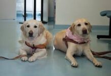 La Pet Therapy muove i primi passi a Sansepolcro
