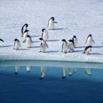 Censimento dei pinguini grazie ai primi droni italiani