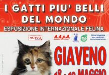 I gatti più belli del mondo al Palasport di Giaveno