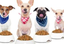 Segno positivo per il mercato italiano del pet food