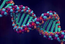 Il primo web-server per cercare le basi genetiche delle patologie nel cane