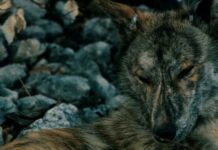 Sempre più cani e meno lupi: una minaccia per la tutela della biodiversità