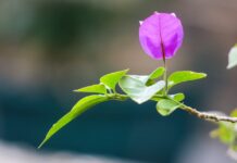Per produrre foglie e fiori le piante hanno bisogno di poco ossigeno