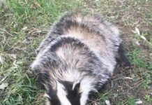 Nel 2018 soccorsi 1.034 animali nei comuni dell’Ausl Toscana centro