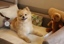 Negli hotel sofà prestigiosi, ciotole di design e raffinati gadget per gli amici animali