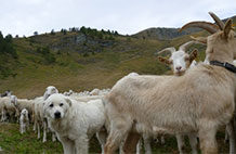 ASLTO 3: sottoscritta la nuova convenzione operativa per la gestione delle popolazioni animali delle Aree protette delle Alpi Cozie