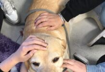 Al Centro Riapri il Mondo incontri di pet therapy con Lions Club Pavia Host