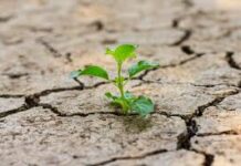 Scoperta proteina che genera resistenza alla siccità