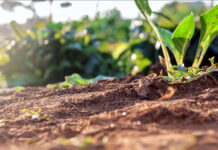 Al via il Progetto europeo Excalibur alla scoperta della biodiversità microbica del suolo