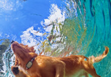 Kippy presenta il nuovo Kippy EVO