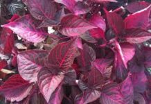 Le piante a foglie rosse sono più resistenti agli stress rispetto a quelle a foglie verdi