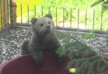 Trentino: liberato l’orsetto dopo le cure al Casteller