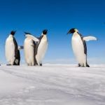 Antartide: la salute dei pinguini è messa a rischio dai cambiamenti dell’ecosistema