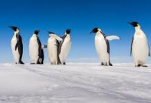 Antartide: la salute dei pinguini è messa a rischio dai cambiamenti dell’ecosistema