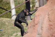 Scimpanzé: a rischio anche l’evoluzione culturale