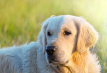 Aggressioni ed esche avvelenate