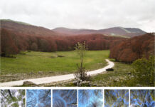 La resilienza del faggio abruzzese