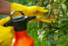 Coltivazioni senza fungicidi grazie alle nanotecnologie