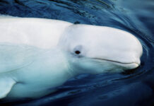 Gli antenati del Beluga e del Narvalo vivevano nelle acque tropicali del Mediterraneo