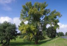 Studio dell’Istituto di Scienze della Vita della Scuola Superiore Sant’Anna di Pisa conferma la capacità del pioppo di assorbire sostanze usate per la produzione di materie plastiche disperse nel terreno