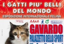 Esposizione Internazionale Felina a Gavardo