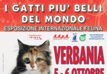 I Gatti Più Belli del Mondo arrivano al palasport di Verbania