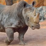 Il primo successo al mondo nel trasferimento di embrioni nei rinoceronti apre la strada per salvare i rinoceronti bianchi settentrionali dall’estinzione