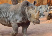 World Rhino Day 2019 al Parco Le Cornelle