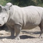 Creati con successo due embrioni di rinoceronte bianco settentrionale